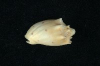 藏品(蘇菲亞渦螺)的圖片